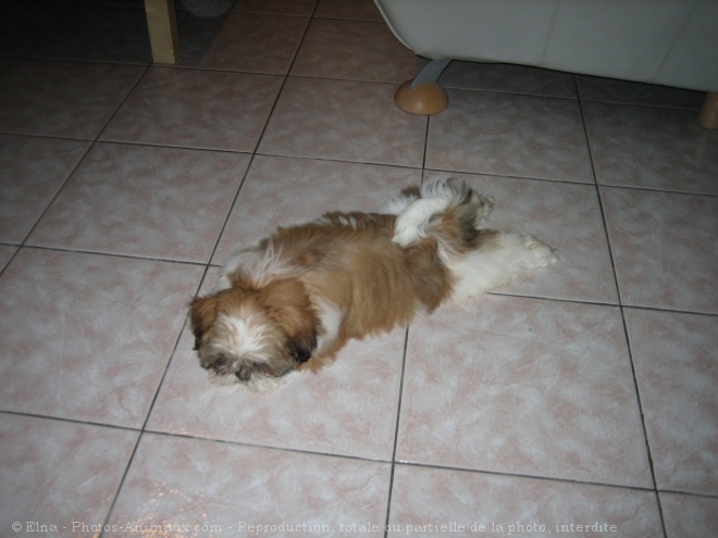 Photo de Shih tzu