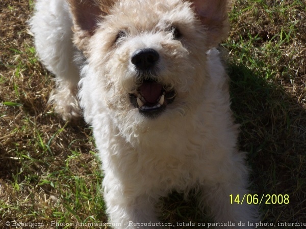 Photo de Fox terrier  poil dur