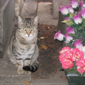 Photo de Chat domestique