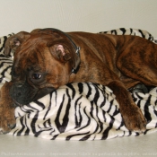 Photo de Boxer