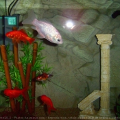 Photo de Poissons rouges