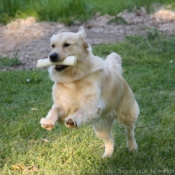 Photo de Golden retriever