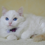 Photo de Ragdoll