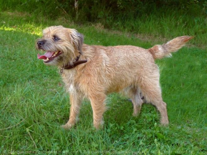 Photo de Border terrier