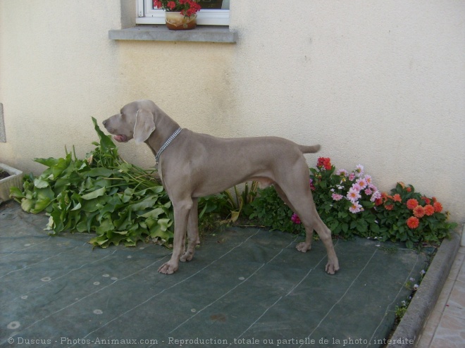 Photo de Braque de weimar poil court