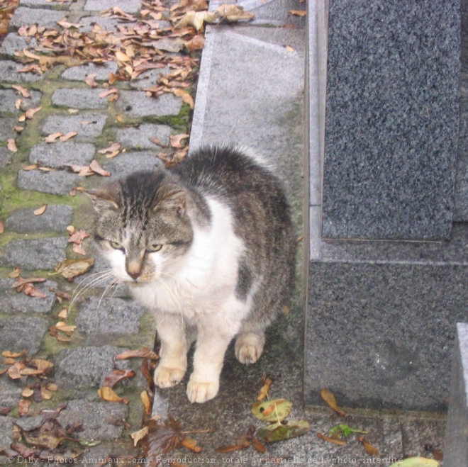 Photo de Chat domestique