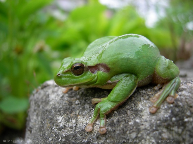 Photo de Grenouille - rainette verte