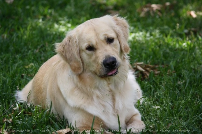 Photo de Golden retriever