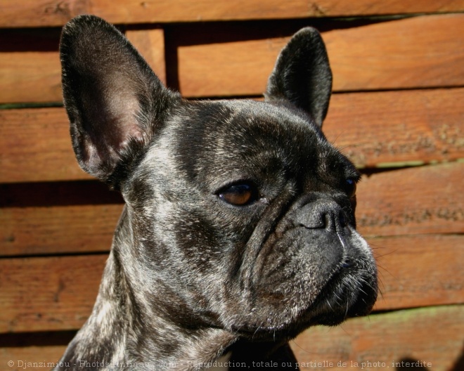 Photo de Bouledogue franais