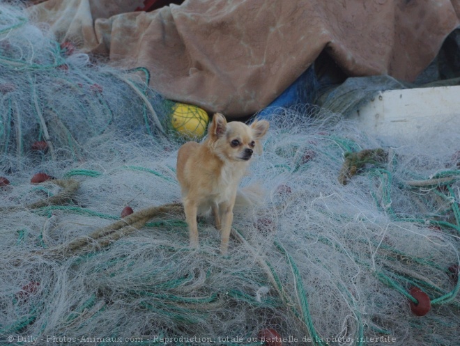 Photo de Chihuahua  poil long