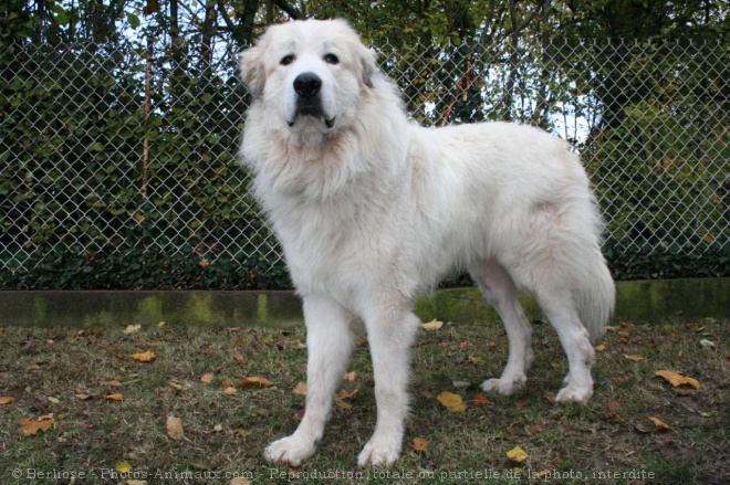 Photo de Chien de montagne des pyrnes