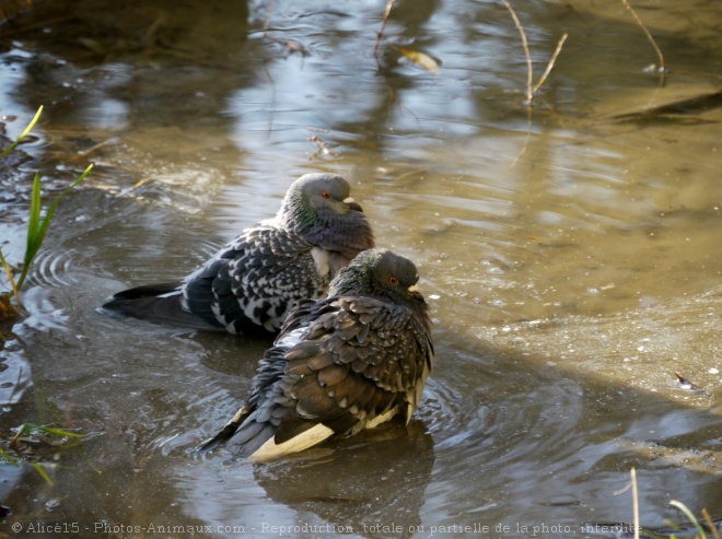 Photo de Pigeon