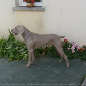 Photo de Braque de weimar poil court