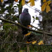 Photo de Pigeon