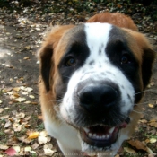 Photo de Saint-bernard poil long