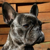 Photo de Bouledogue franais