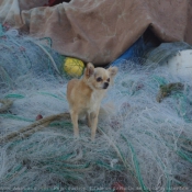 Photo de Chihuahua  poil long