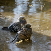 Photo de Pigeon