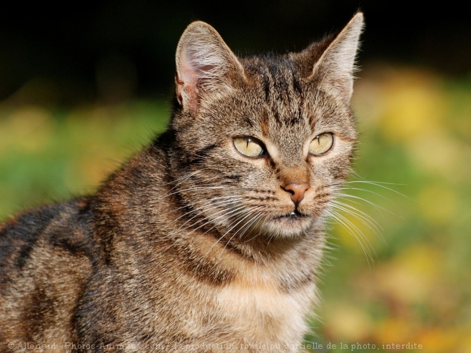 Photo de Chat domestique