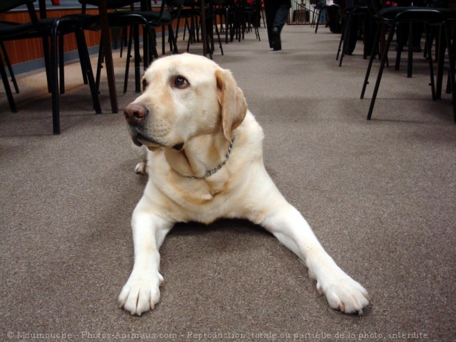 Photo de Labrador retriever