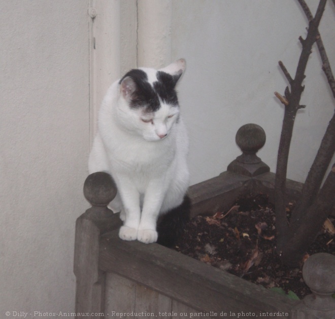 Photo de Chat domestique