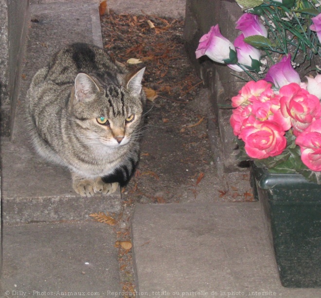 Photo de Chat domestique