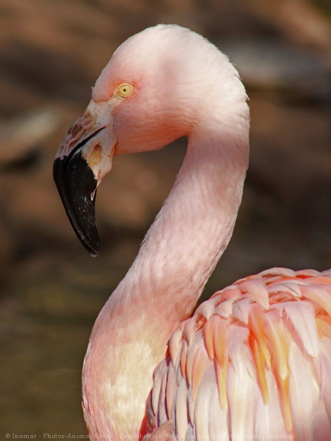 Photo de Flamand rose