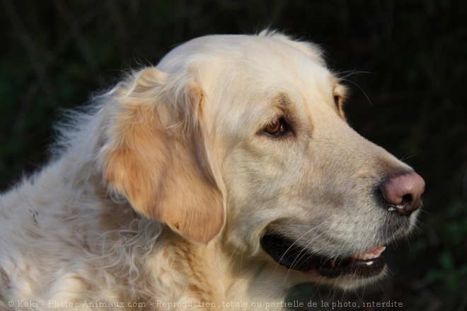 Photo de Golden retriever