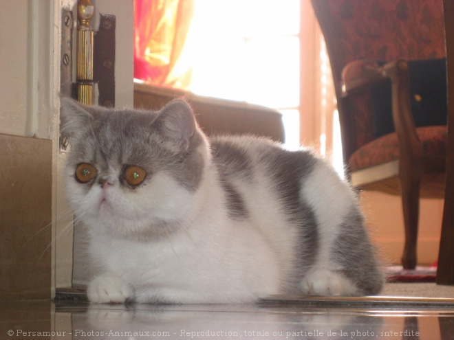 Photo d'Exotic shorthair