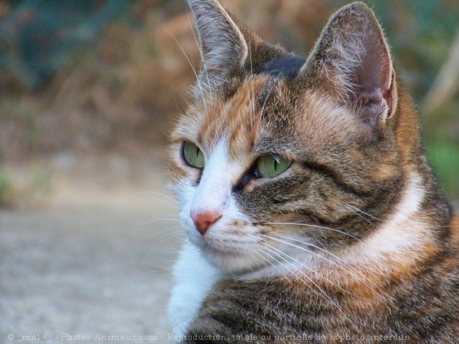 Photo de Chat domestique