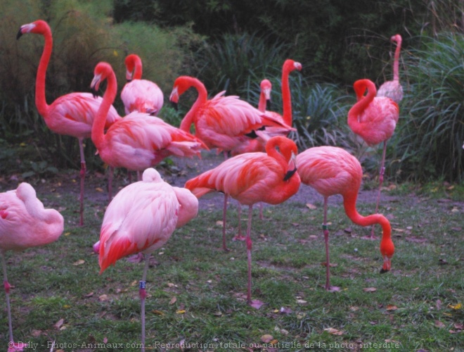 Photo de Flamand rose