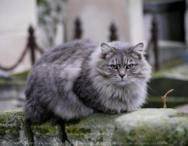 Photo de Chat domestique