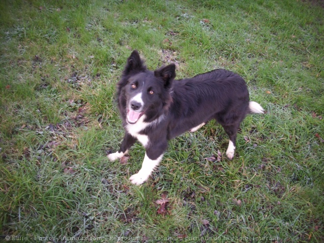 Photo de Border collie