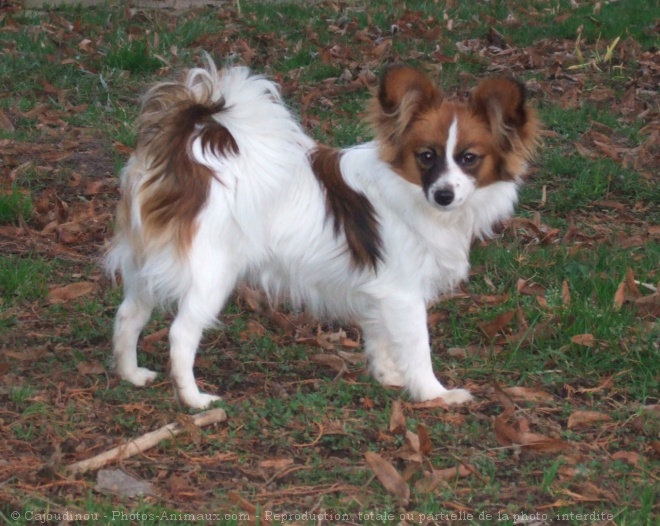 Photo d'Epagneul nain papillon