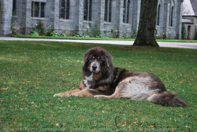 Photo de Dogue du tibet