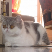 Photo d'Exotic shorthair