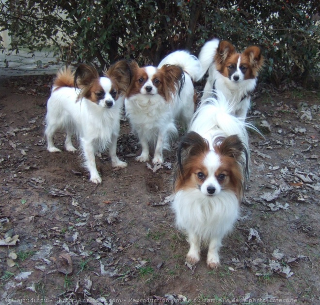 Photo d'Epagneul nain papillon