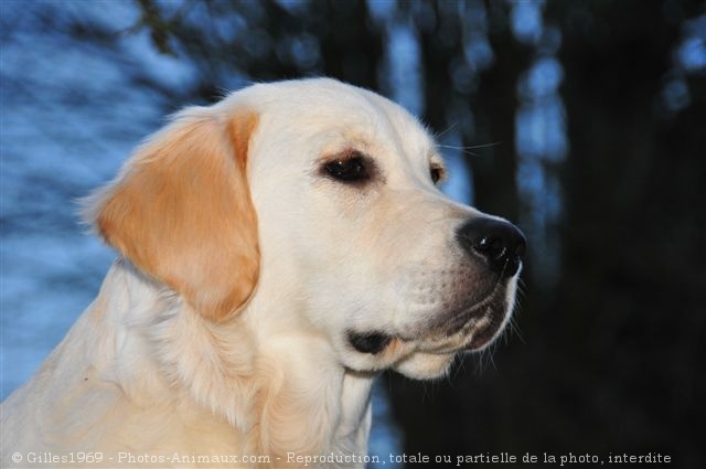 Photo de Golden retriever