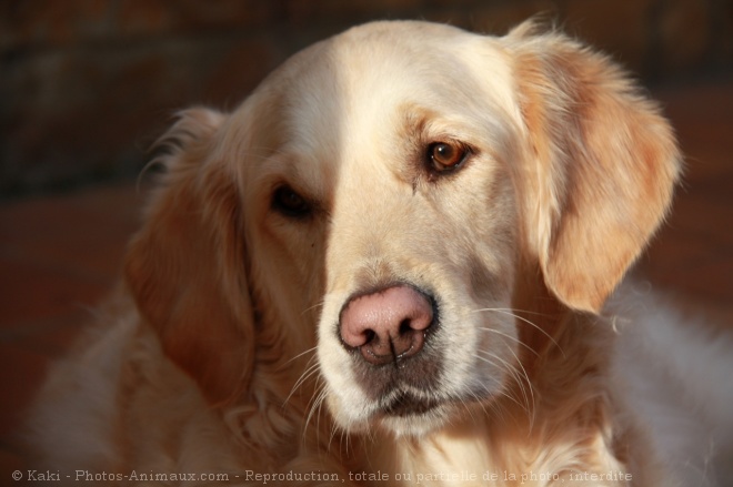 Photo de Golden retriever