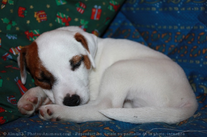 Photo de Jack russell terrier