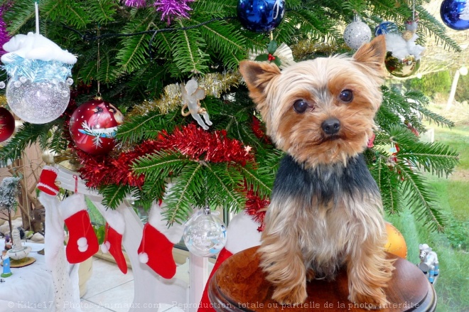 Photo de Yorkshire terrier