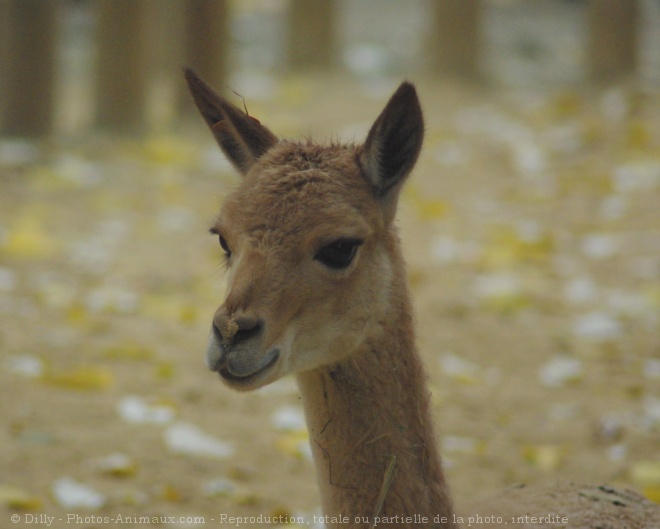 Photo de Lama