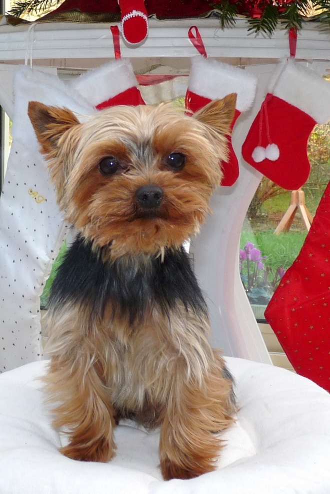 Photo de Yorkshire terrier