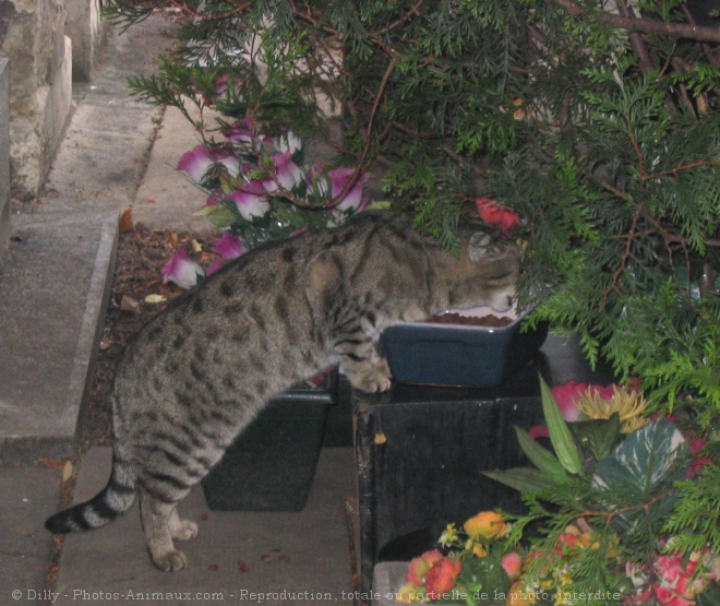 Photo de Chat domestique