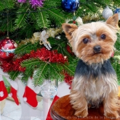 Photo de Yorkshire terrier