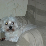 Photo de Coton de tulear