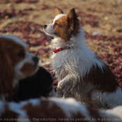 Photo d'Epagneul nain papillon