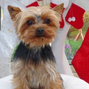 Photo de Yorkshire terrier