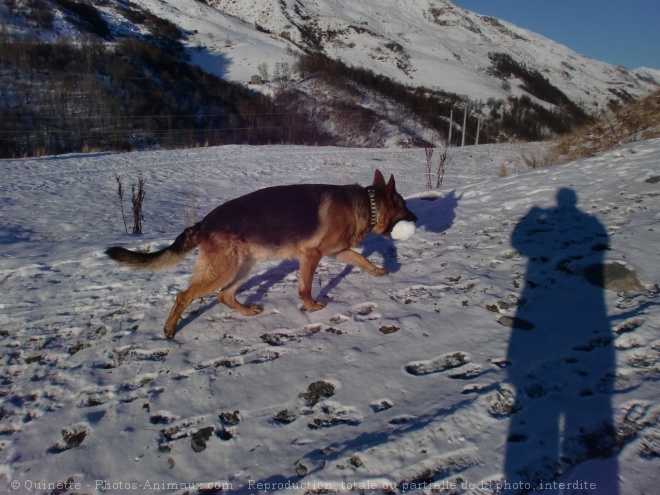 Photo de Berger allemand  poil court