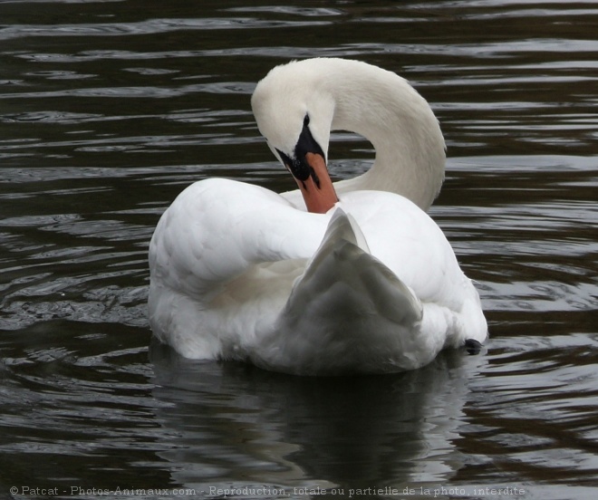 Photo de Cygne